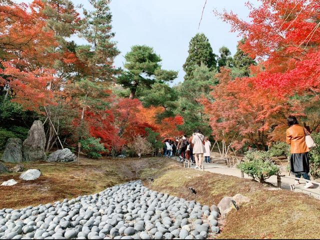 京都[紅葉めぐり]    　ー獅子吼の庭ー　宝厳院にて心を癒す