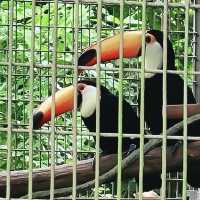 Bird Paradise at Jurong Bird Park
