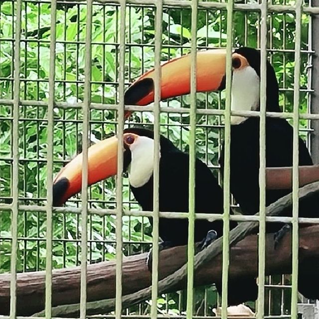 Bird Paradise at Jurong Bird Park