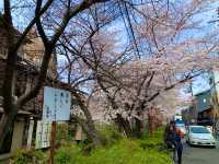 京都　KYOTO SAKURA桜めぐり❗️高瀬川沿いの桜に感動❗️