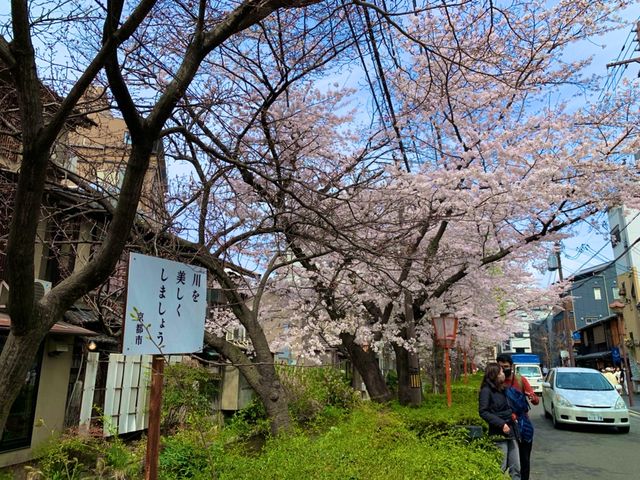 京都　KYOTO SAKURA桜めぐり❗️高瀬川沿いの桜に感動❗️