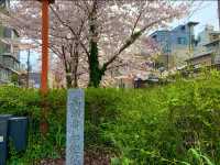 京都　KYOTO SAKURA桜めぐり❗️高瀬川沿いの桜に感動❗️