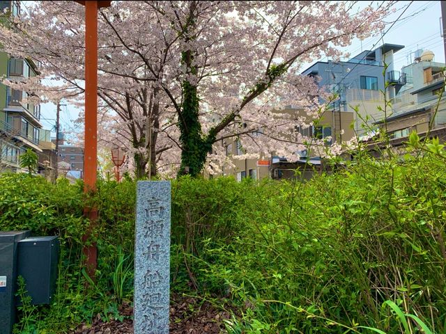 京都　KYOTO SAKURA桜めぐり❗️高瀬川沿いの桜に感動❗️