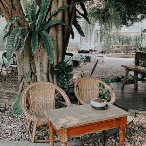 Nature themed cafe with dogs and cats to pla