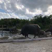 沖縄県石垣島 由布島水牛