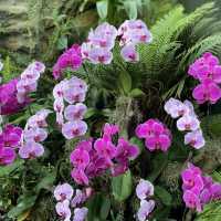 Eye-catching Floral Gardens, Uniquely S’pore