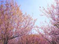 ทริปสีชมพูดอยขุนช่างเคี่ยน