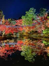 【京都】高台寺 夜間特別拝観✨美しすぎる紅葉ライトアップ✨