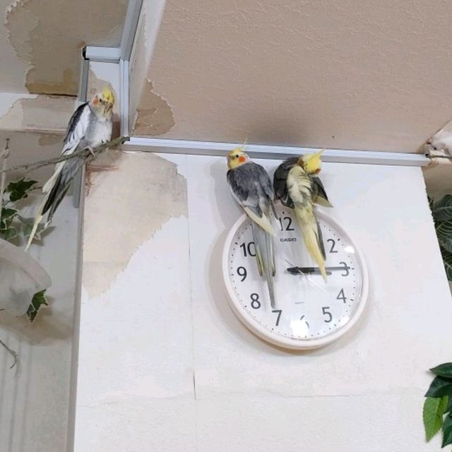 【大阪 東心斎橋】バードカフェで癒されちゃう🐦