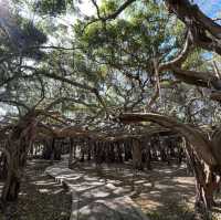 THE BIGGEST BANYAN TREE (THAILAND)