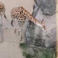 Taronga Zoo Sydney