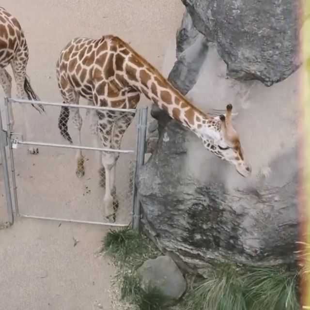 Taronga Zoo Sydney