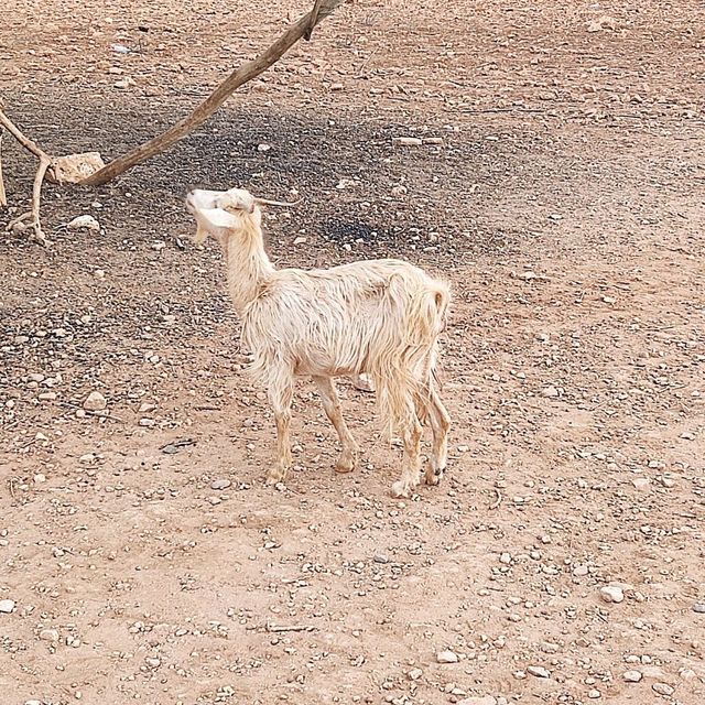 Goat on the tree