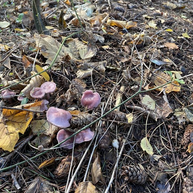 Autumn Hues in Taunus 🥰