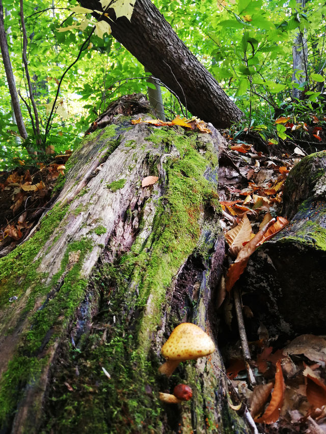 Gatineau Park