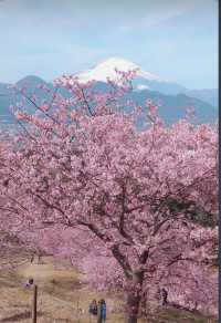 Kanagawa Matsuda early cherry blossoms 🌸