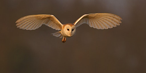 Owls and Owl Pellets at Chesil Beach | Dorset Wildlife Trust Wild Chesil Centre