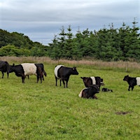 Ranching from Scratch: Toll Ranch Cattle Co ☀️ | Toll Ranch