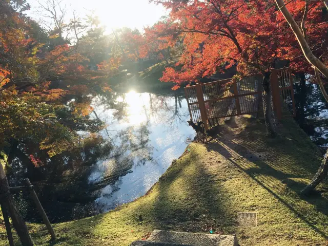 【奈良】紅葉の季節は鹿と東大寺がベスト！