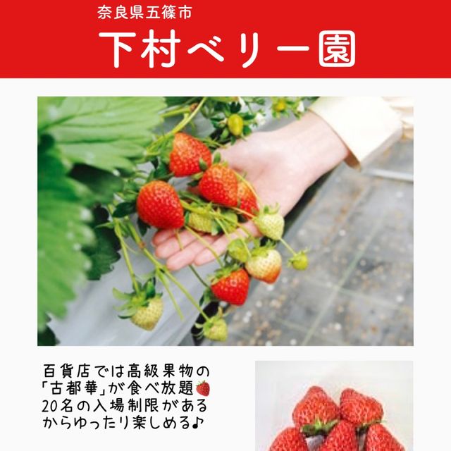 関西のいちご狩りスポットまとめ6選