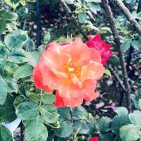 2022春季玫瑰展🌹🌷💐盛開季節@台北玫瑰園
