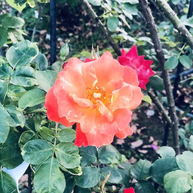 2022春季玫瑰展🌹🌷💐盛開季節@台北玫瑰園
