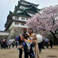 桜が見所🌸満開の特別史跡🏯【名古屋城】✨