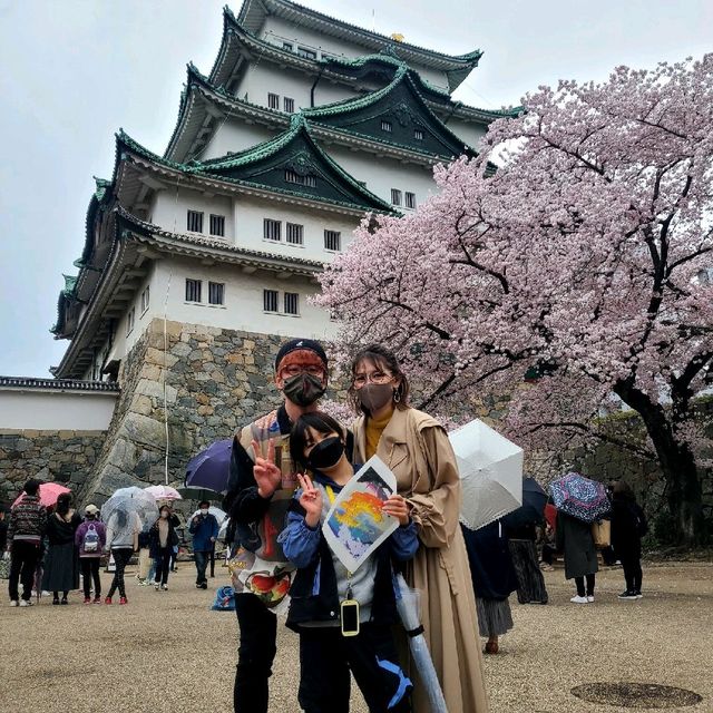 桜が見所🌸満開の特別史跡🏯【名古屋城】✨