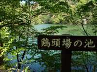 青森縣十二湖青池絕美㊙️境🤩🤩🤩
