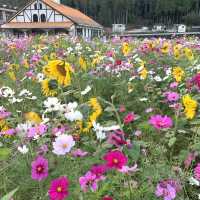 フォトジェニックな花畑　洲原ひまわりの里
