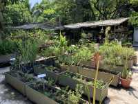 Rooftop garden at Siloso