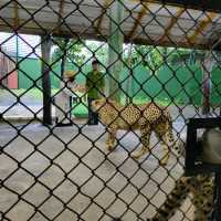 Hugging New Beastie in Tiger Kingdom Phuket.