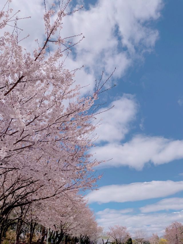 핑크 카펫이 깔리는 서울 벚꽃 맛집🌸
