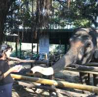 Amazing animal encounters at Chiang Mai Zoo