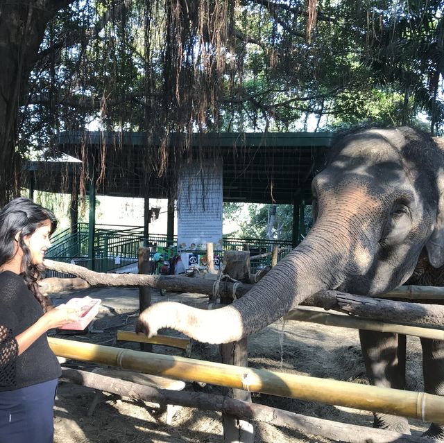 Amazing animal encounters at Chiang Mai Zoo