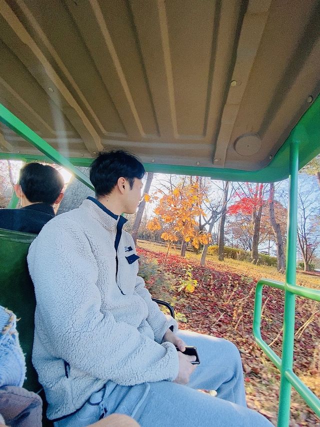 🍁편하게 남이섬 둘러보는 '스토리 투어버스'🚃