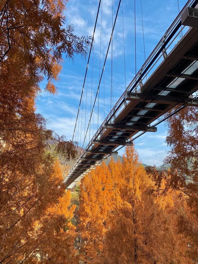 가을에 꼭 가야하는 장태산자연휴양림 🍁