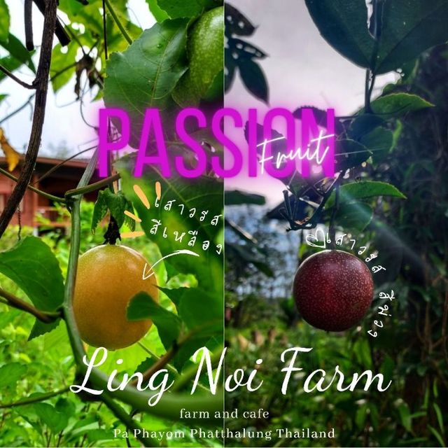 🍄 Ling Noi Farm🥀พัทลุง