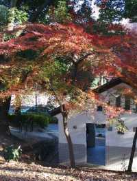 東京鐵塔下片片紅葉