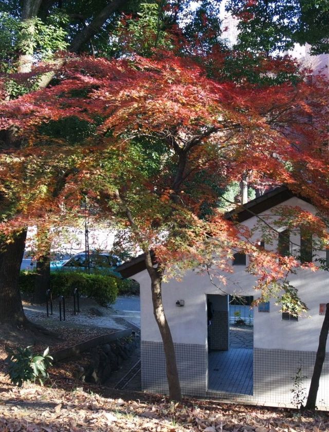 東京鐵塔下片片紅葉