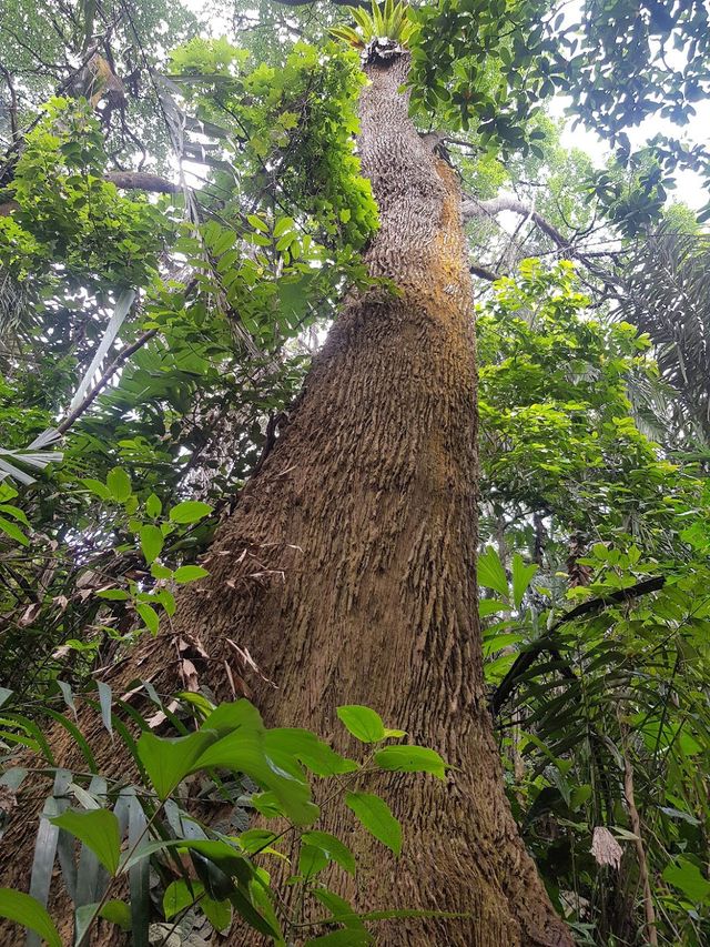 Taman Tugu Hike Trails 👣🍃