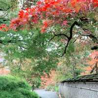 京都紅葉2022  宝厳院の素晴らしい紅葉