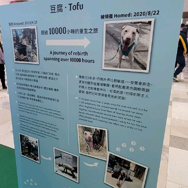 The Peak 山頂廣場 一 香港寵物友善商場 