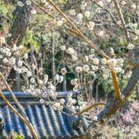 蓮華院と梅の花