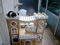 🐱 Cool Cat Cafe' คาเฟ่น้อนเหมียวใกล้มอชอ 🐱