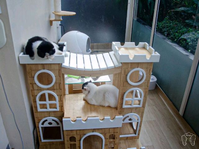 🐱 Cool Cat Cafe' คาเฟ่น้อนเหมียวใกล้มอชอ 🐱
