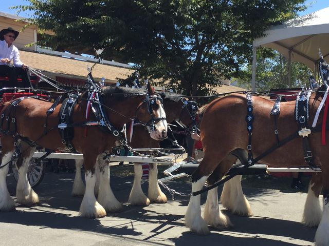 Alameda County Fair 🇺🇸