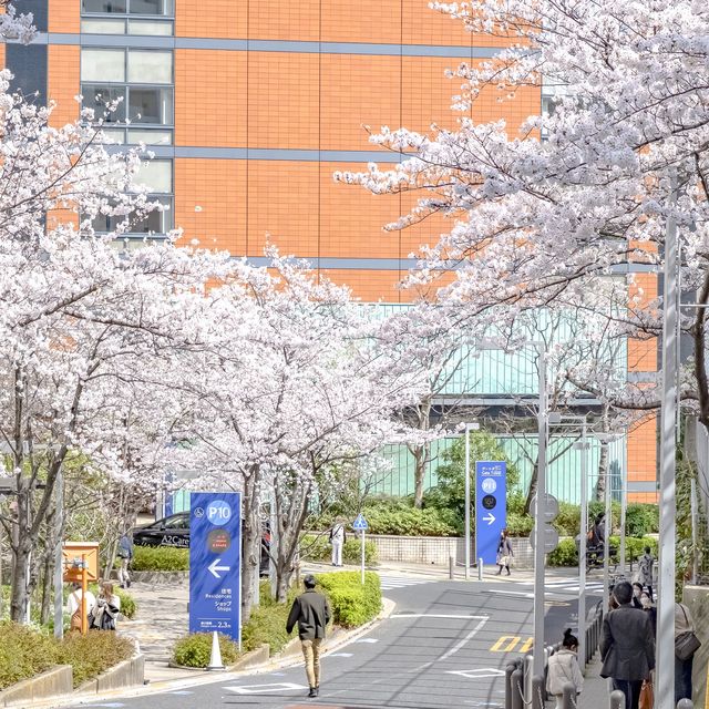 六本木さくら坂の桜並木