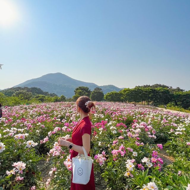 임실 옥정호수 뷰 인생샷명소 “작약꽃밭”🌸🌸 