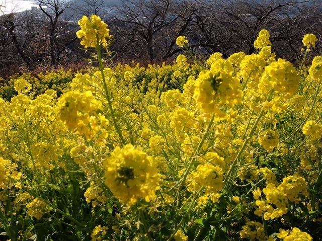 超夢幻油菜花田｜日本神奈川縣🤩🤩